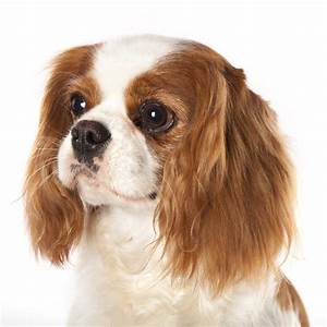 Cavalier King