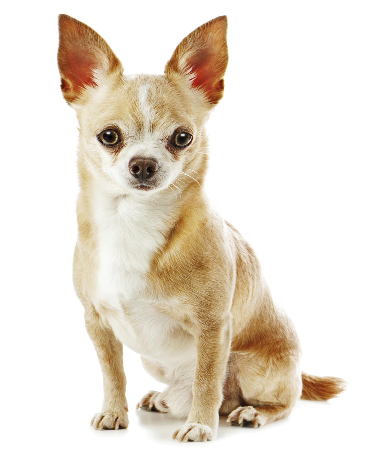 Chihuahua