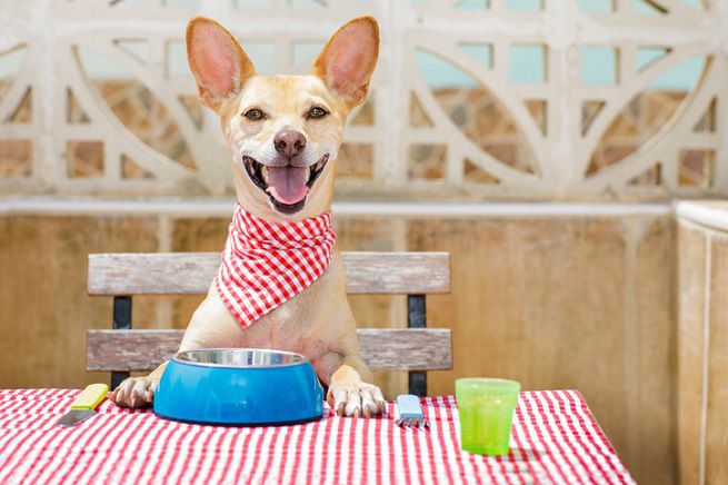 come cambiare cibo al cane