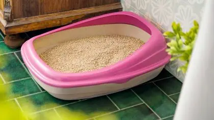 Immagine principale: Beco TRAY | Cassetta igienica eco-friendly per gatti