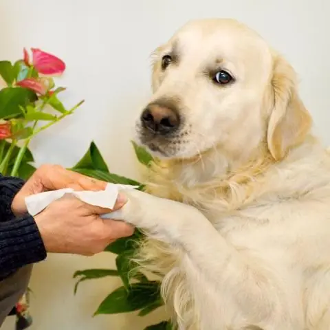 SALVIETTE CANI E GATTI - MUSCHIO BIANCO