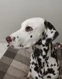 Dalmata