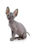 Il Gatto Sphynx