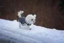 Cane nella neve con il cappotto