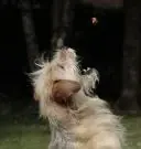 Cane che mangia crocchetta al volo