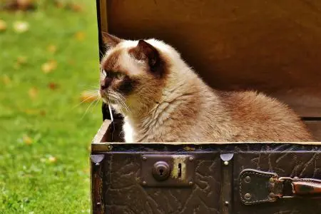 in-vacanza-senza-il-gatto.cover.jpg